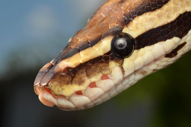 fire ball python snake close up