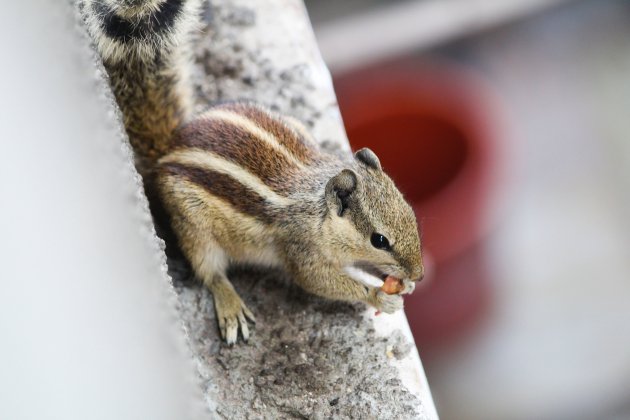 chipmunk eating nut