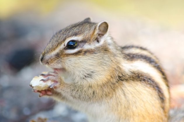 chipmunk squirrel