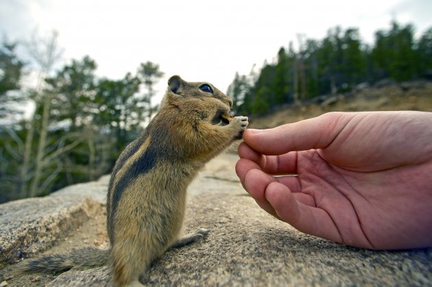 feeding chipmunk