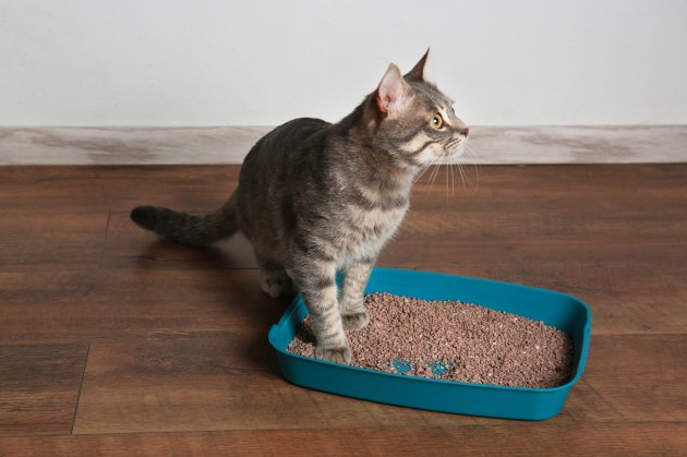 cute cat in plastic litter box