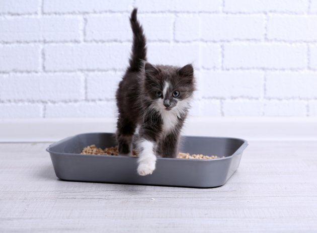 small gray kitten in plastic litter