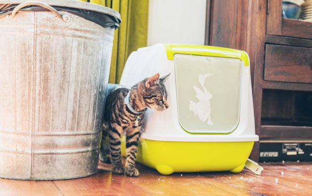 tabby standing alongside a litter box