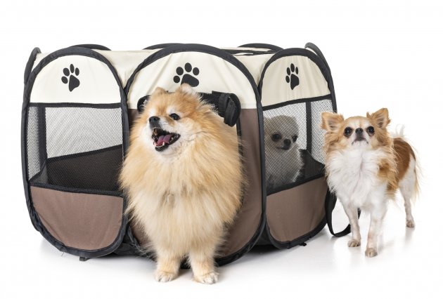 dogs in playpen