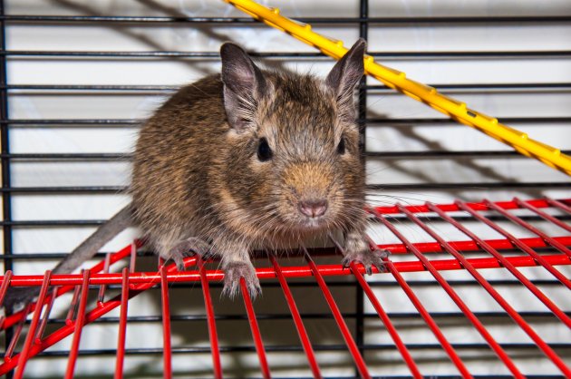 degu small rodent pet