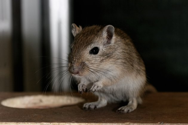 pet gerbil