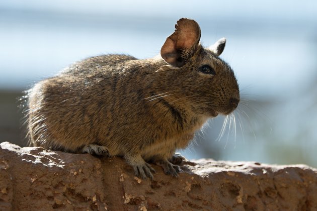 the degu (octodon degus)