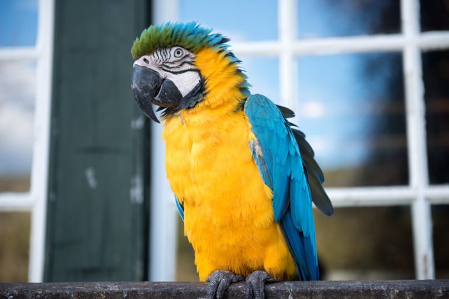 brazil macaw