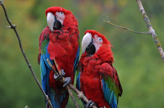 wild macaw couple