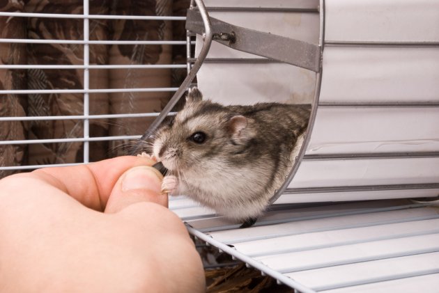 dwarf hamster in a wheel