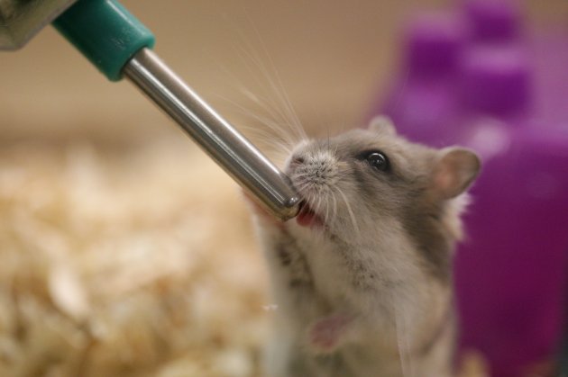 hamster drink water