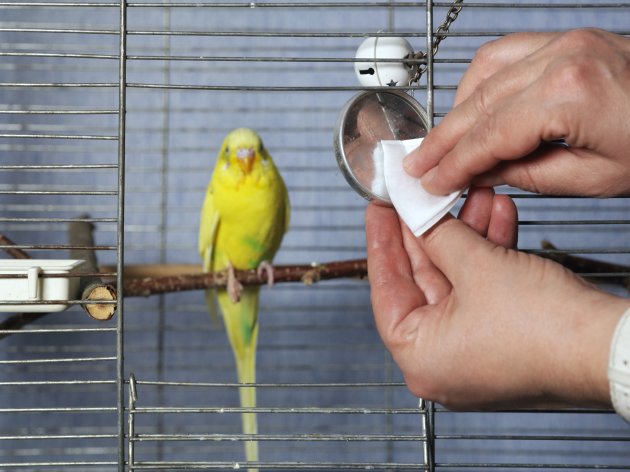 cleaning bird cage