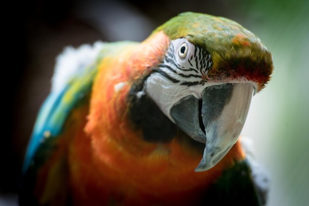 curious macaw