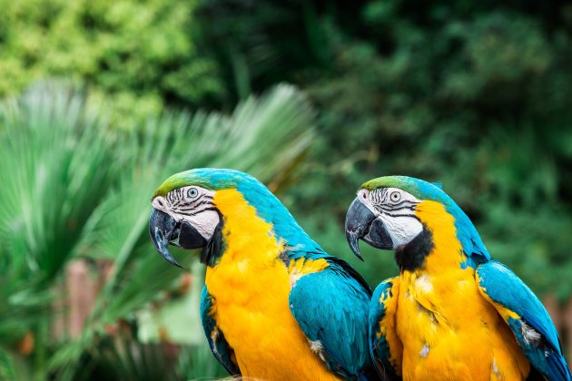 lisbon zoo macaw