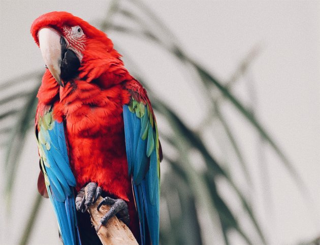 tropical bird macaw