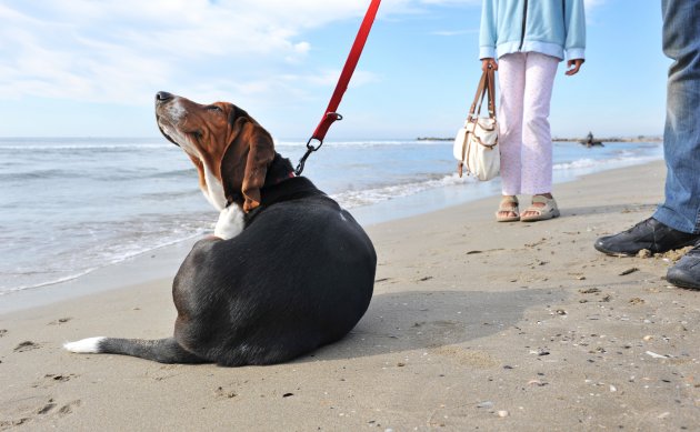 dog scratching on the beach