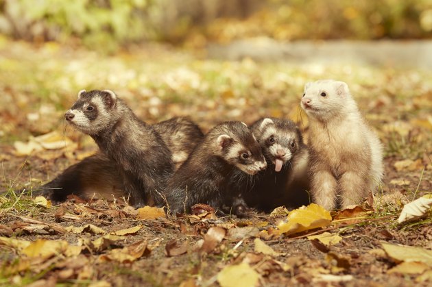 ferret group posing and enjoying their walk and game in park