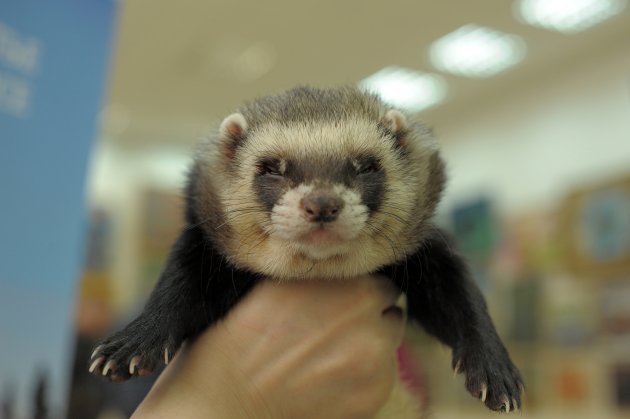 ferret in hand portrait