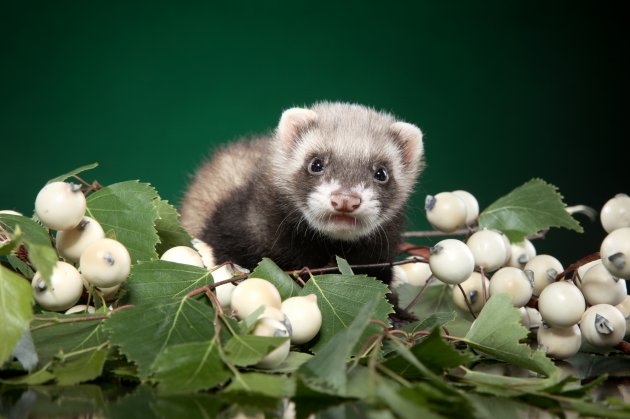 ferret puppy in green leaves on dark green background