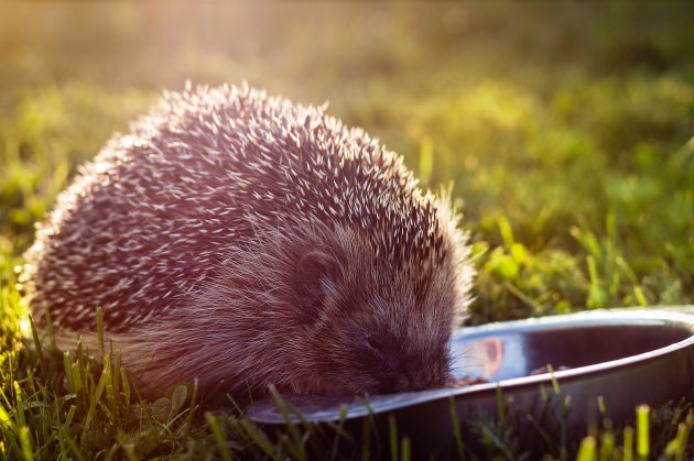 hedgehog food