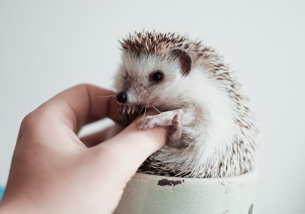 hedgehog pet