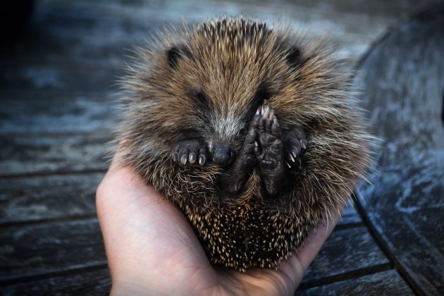 are hedgehogs good with dogs