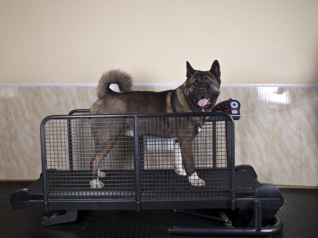 akita dog on a treadmill