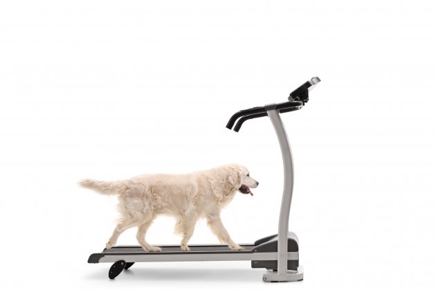labrador retriever dog walking on a treadmill