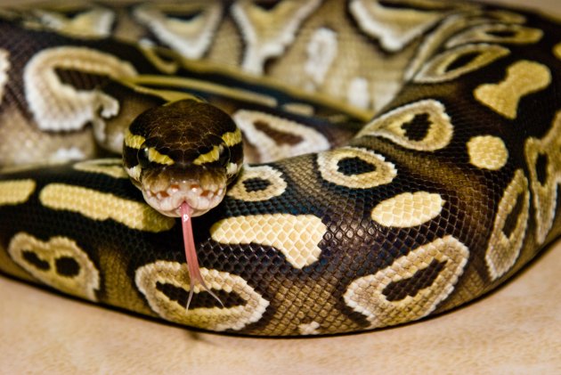 a mojave ball python flicks its tongue