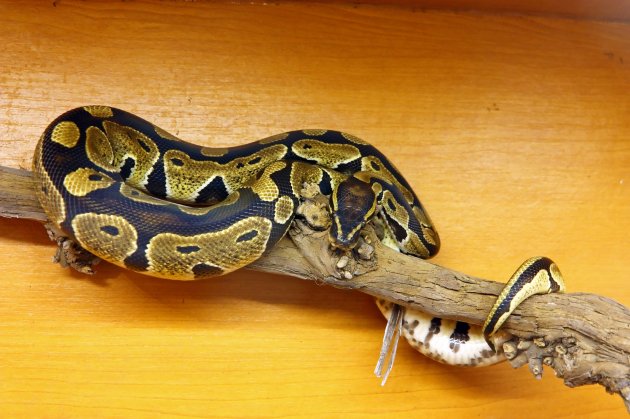 the royal python