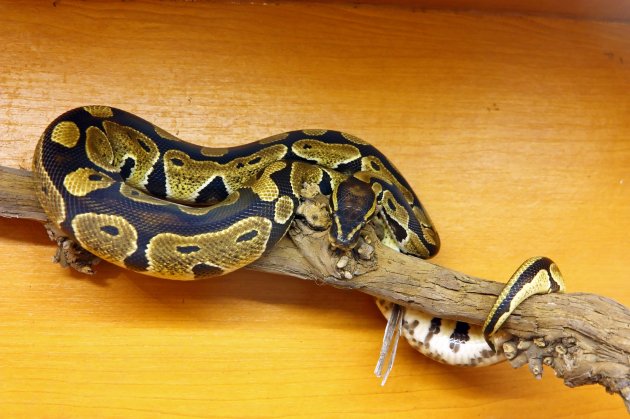 ball-python-lifespan-how-long-do-ball-pythons-live-as-pets-pet-comments