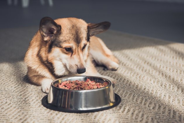 welsh corgi with bowl full of dog food