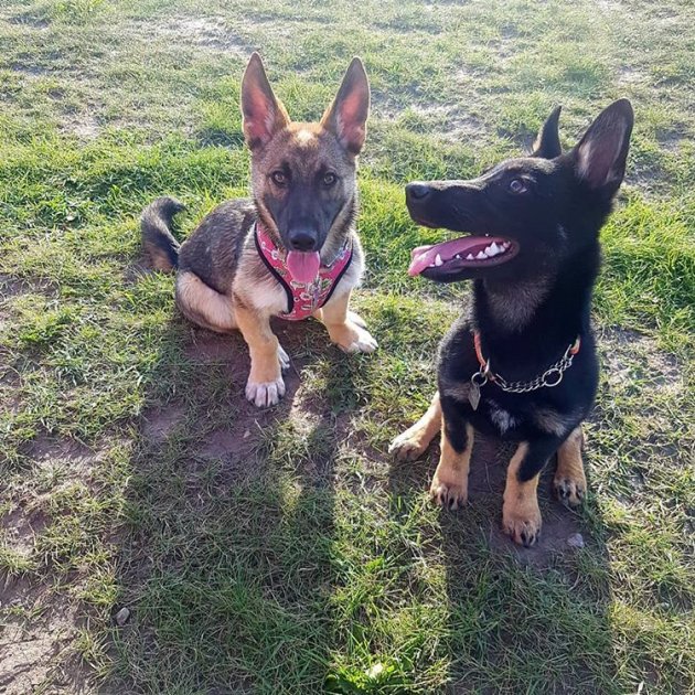 German shepherd cross store corgi