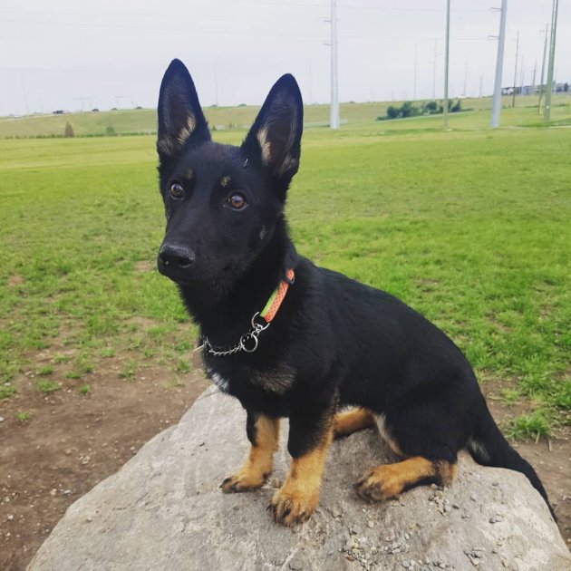 german shepard corgi