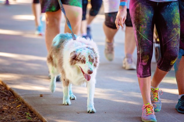 dog walks in color frenzy fun run