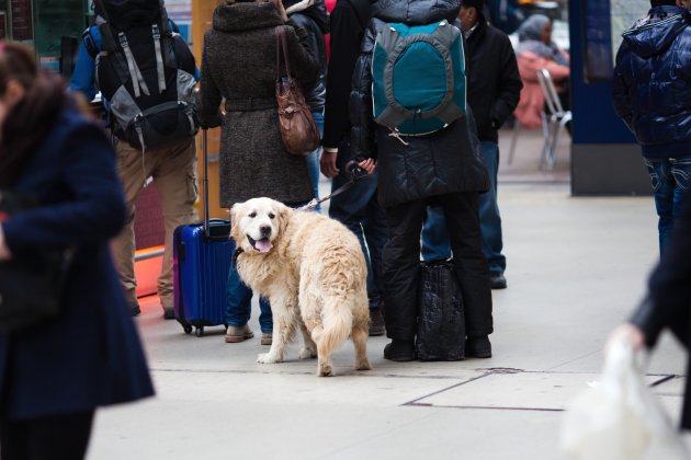 traveling with a dog at a train station