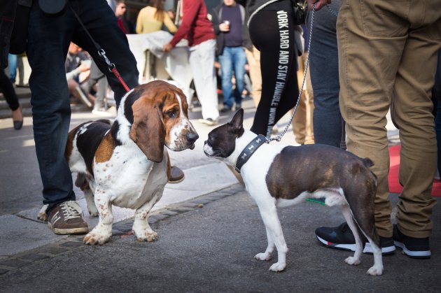 two dogs greeting each other by sniffing