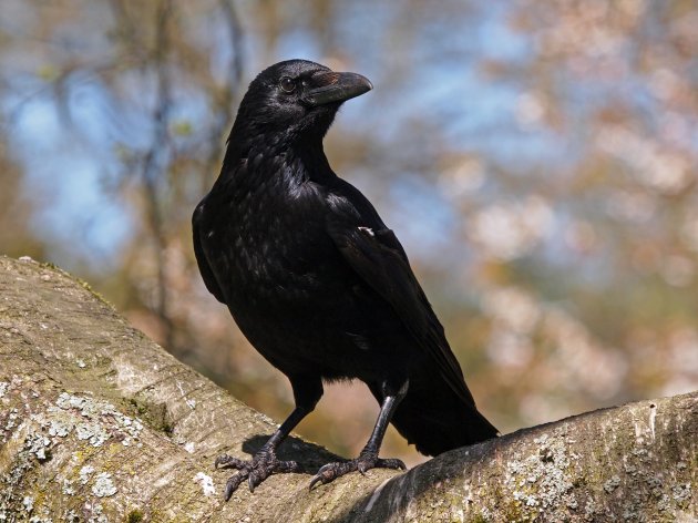 portrait of a crow