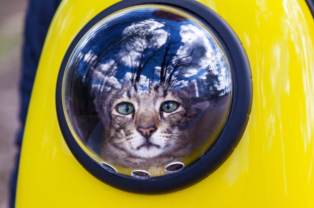 cat porthole backpack