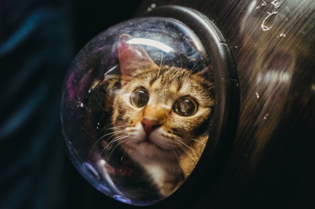 cat in a backpack with a porthole