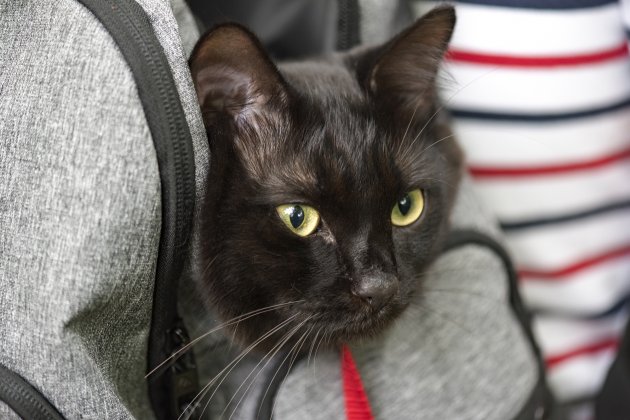 domestic black cat in backpack traveling