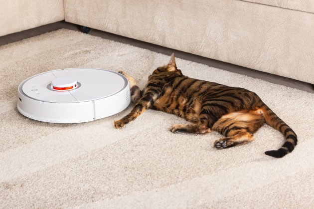 cat near robotic vacuum