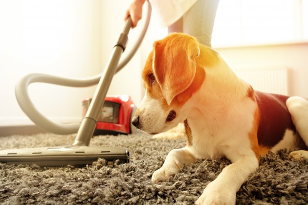 cleaning with a vacuum cleaner next to beagle dog