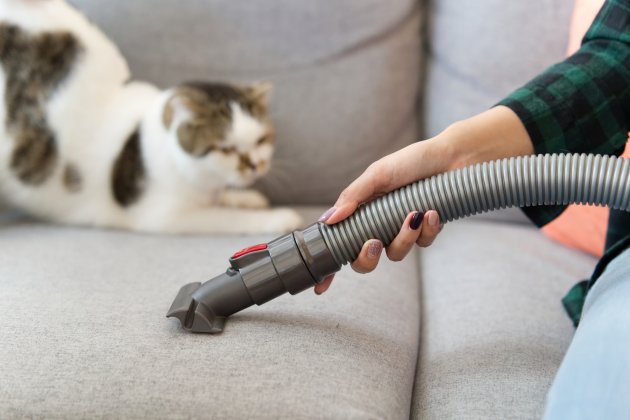 vacuum cleaning and cute cat