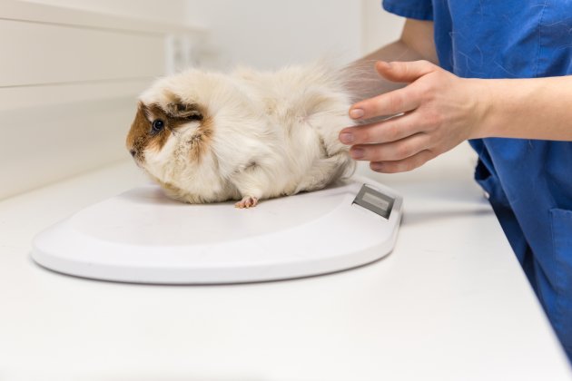 guinea pig in the veterinary