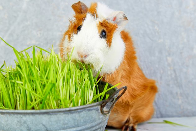 redhead guinea pig near vase with fresh grass