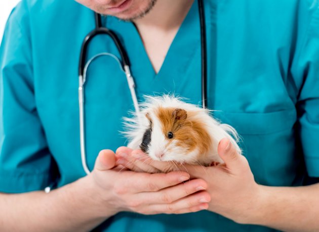veterinary doctor holding guinea pig