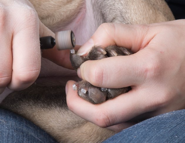 clipping dog nails
