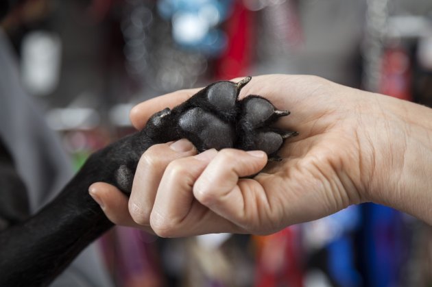 womans hand holding french bulldogs paw