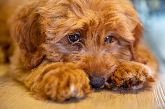 abradoodle puppy dog laying down